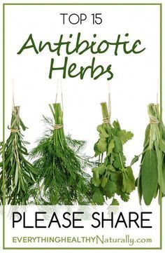 Healing Plants, Healing Remedies, Natural Healing Remedies, Natural Antibiotics, Herbal Healing, Herbs For Health, Natural Therapy, Healing Herbs, Natural Health Remedies