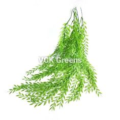 green leaves hanging from the ceiling on a white background with clippings for text