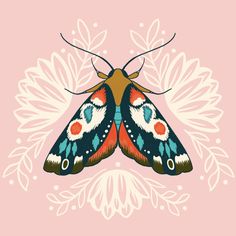 a colorful butterfly on a pink background