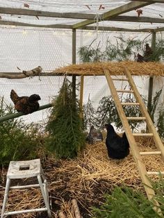 chickens are sitting on hay in a small caged area next to a ladder that is attached to the wall