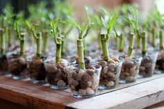 small glass cups filled with plants and rocks