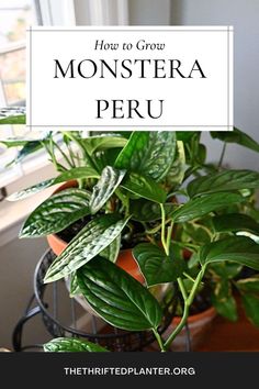 Monstera Peru Monstera Peru, Things To Do Alone, Indoor Plant Care, Monstera Plant, House Plant Care, Propagating Plants, Nature Indoors, Plant Lady