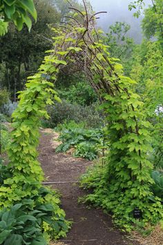 an arch made out of branches and leaves in the middle of a garden with green foliage