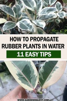 how to propagate rubber plants in water 11 easy tips