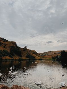 many swans are swimming in the water near some hills and trees on a cloudy day