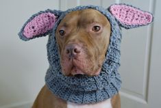 a dog wearing a crocheted hat and scarf with ears on it's head