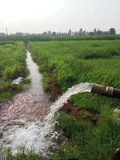 a fire hydrant spewing water into a field