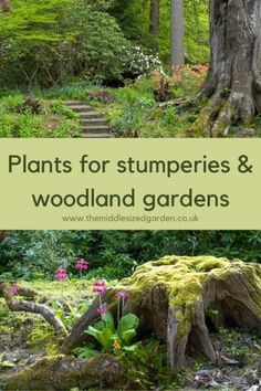 plants for stumps and woodland gardens