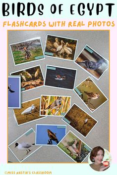 birds of egypt flashcards with real photos