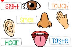 an image of different parts of the mouth