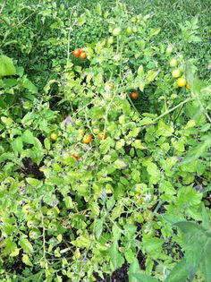 tomatoes growing on the plant in an open field