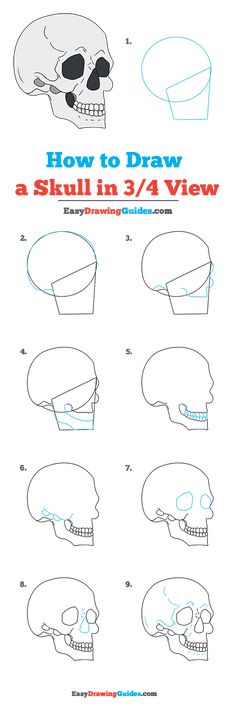 how to draw a skull in 3 / 4 view step by step instructions for kids