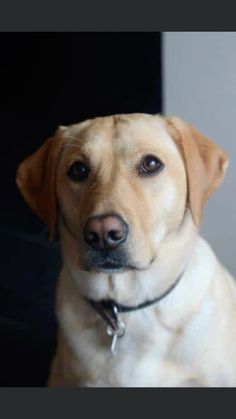 a close up of a dog wearing a collar and looking at the camera with a serious look on his face