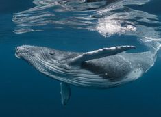 two humpbacks swimming in the ocean with their heads above water's surface