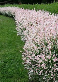 pink and white flowers in the middle of a grassy area with green grass on either side