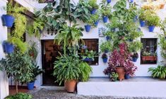 several potted plants on the outside of a building