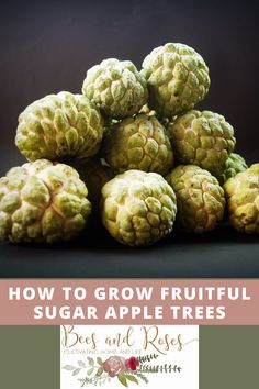 how to grow fruitful sugar apple trees