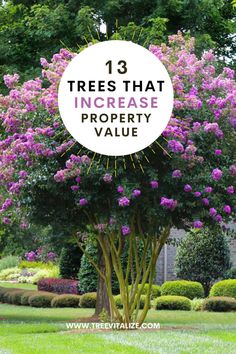 trees that increase property value with the words 13 trees that increase property value in front of them