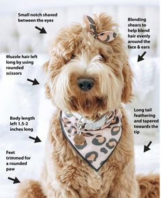 The best advice is to be very specific to your groomer!! Everyone has a very distinct style and like different looks. If you are wanting a certain look make sure to talk to the receptionist and show pictures of what you have in mind. Teddy Bear Goldendoodle, Tibet Terrier, Puppy Grooming, Dog Grooming Tips, Dog Haircuts, Australian Labradoodle