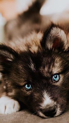 a puppy with blue eyes laying on the floor