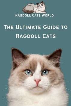 the ultimate guide to ragdoll cats by raddoll cats world - screenshot