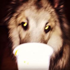 a close up of a dog eating food out of a white bowl with yellow eyes