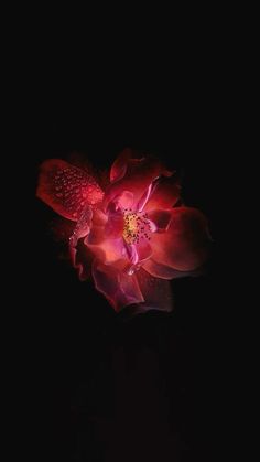 a red flower with water droplets on it's petals in the dark night sky