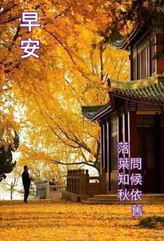 a man standing in front of a tree filled with yellow leaves