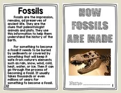 an article about fossils and how they are made