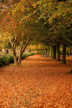 a park with lots of trees and leaves on the ground