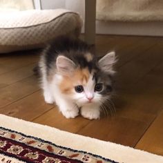 a small kitten is sitting on the floor