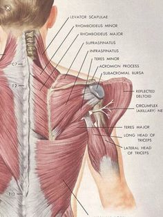 the muscles are labeled in this diagram, and there is also an image on the back