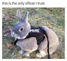 a rabbit wearing a police vest sitting in the grass