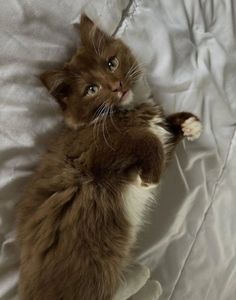 a brown and white cat laying on its back with it's paws in the air