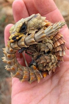 a close up of a person's hand holding a small animal in it's palm