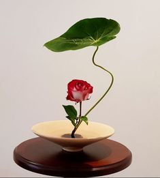 a single red rose in a white bowl with green leaves on the top and bottom