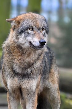 a gray wolf standing on top of a rock