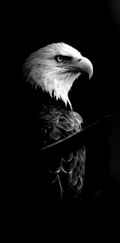 black and white photograph of an eagle's head with its reflection in the water