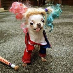 a small dog dressed up in clothes and wigs with a baseball bat on the ground