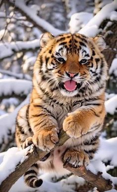 a tiger sitting on top of a tree branch in the snow