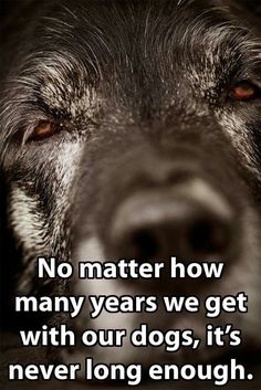 a dog's face with the words no matter how many years we get with our dogs, it's never long enough