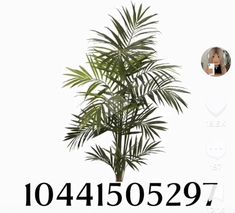 a palm tree is in front of a white background with the words, 104450527