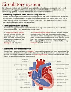 the anatomy of the heart and its major functions info sheet with instructions on how to use it