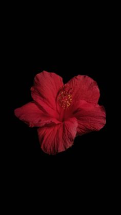 a red flower on a black background