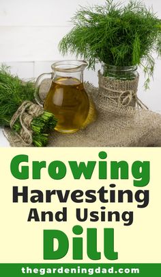 growing harvesting and using dill the gardeningad com guide for gardener's digest