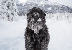 a black dog standing in the snow with mountains in the backgrouds behind it