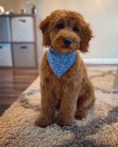 a brown dog with a blue bandana sitting on top of a rug in a living room