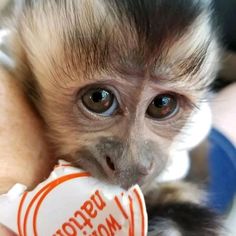 a monkey is eating something with its mouth and eyes, while holding it up to the camera