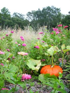 an orange pumpkin sitting in the middle of flowers