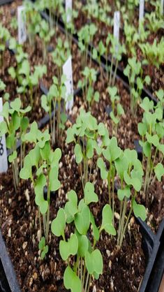 small green plants are growing in the soil with numbered markers on each plant and numbers